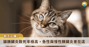 貓咪和人類一樣都會罹患胰臟炎！胰臟炎在貓是一個重要且致死率極高的疾病。由於胰臟炎臨床症狀不具特異性，且目前缺乏有效且具特異性的診斷方法，因此在臨床上常常無法立即的被診斷出來，加上貓咪是很忍痛的動物，進而造成病情的延誤。