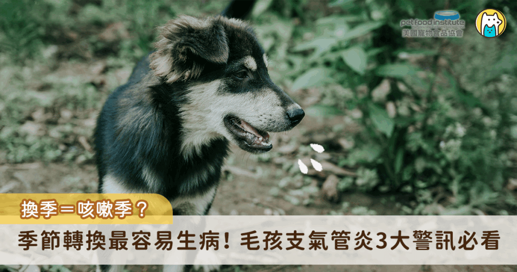 季節轉換毛孩常咳嗽? 3個症狀可能是支氣管炎上身 季節交替時,氣溫與濕度變化劇烈,不僅人容易感冒,犬貓的呼吸道也同樣面臨挑戰。許多飼主會發現毛孩在換季時常出現咳嗽、打噴嚏、頻繁喘氣等症狀,其中常見原因之一就是「支氣管炎」,支氣管炎是氣管與支氣管的發炎反應,若未及時治療,可能演變成慢性呼吸道疾病,對健康將造成長期影響。了解支氣管炎的徵兆、原因與照護方式,是飼主在換季期間的重要課題。