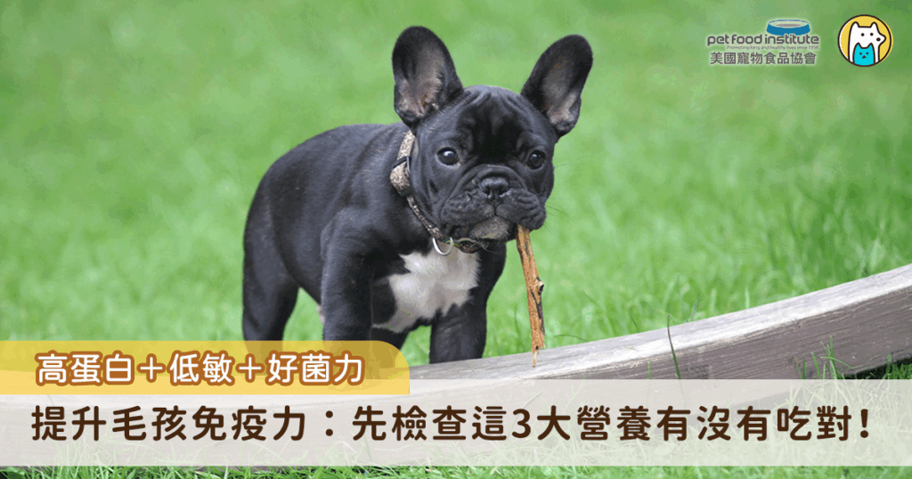 如何透過飲食建立犬貓良好的免疫力，同時兼顧消化道健康，是許多飼主選購飼料時的重要考量。市面上許多知名美國寵物食品品牌，正是以「高蛋白、低敏、富含益生菌」這三大營養哲學為核心，幫助毛孩從體內建立起強健免疫防線。