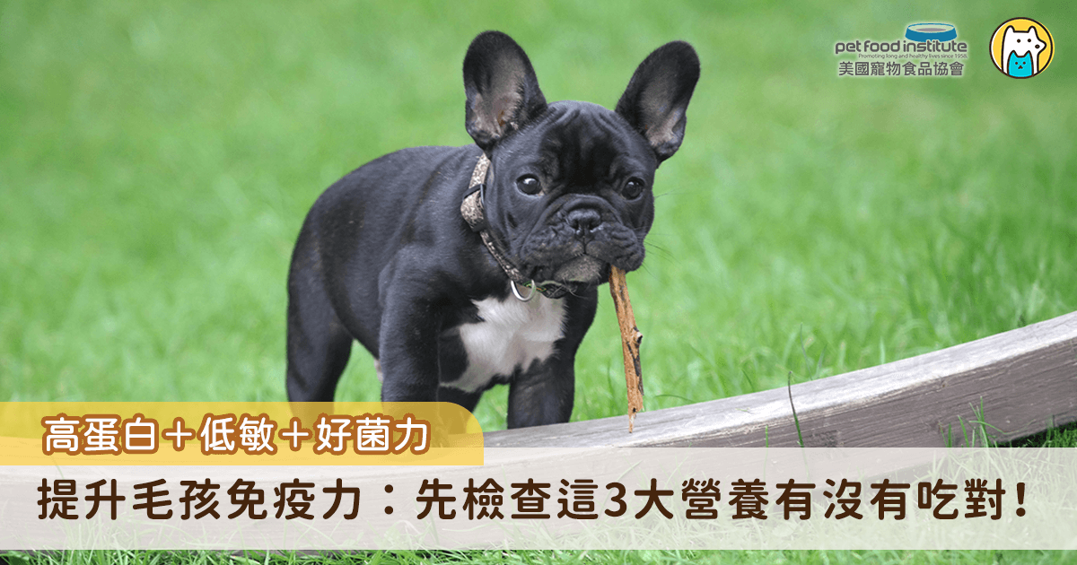 如何透過飲食建立犬貓良好的免疫力，同時兼顧消化道健康，是許多飼主選購飼料時的重要考量。市面上許多知名美國寵物食品品牌，正是以「高蛋白、低敏、富含益生菌」這三大營養哲學為核心，幫助毛孩從體內建立起強健免疫防線。