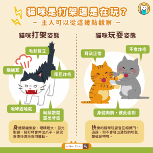 貓咪是在玩耍還是打架？從行為細節判斷是否需要介入