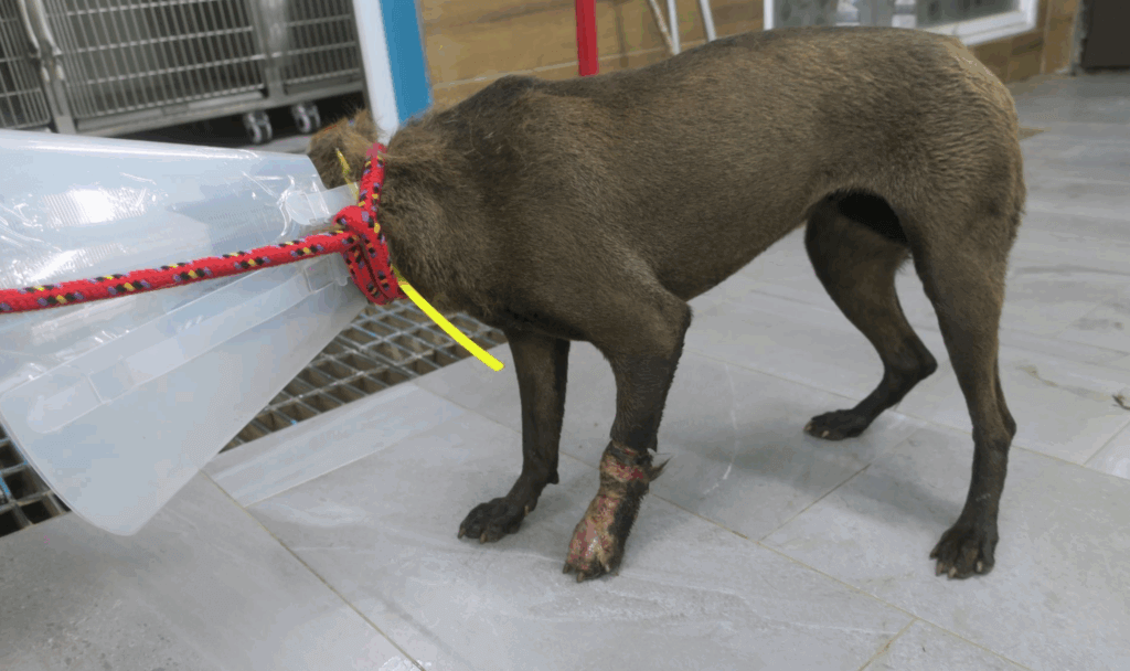 新北市土城區一隻流浪犬左腳嚴重受傷被民眾通報救援，新北市動保處派員將犬隻帶回中和動物之家治療，發現牠前腳有大面積的皮膚缺損，進行皮膚移植手術修復。狗狗事後已恢復健康，正在中和動物之家等待一個願意照顧牠的溫暖家庭。