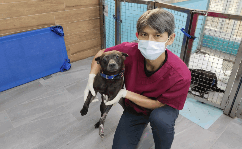 新北市土城區一隻流浪犬左腳嚴重受傷被民眾通報救援，新北市動保處派員將犬隻帶回中和動物之家治療，發現牠前腳有大面積的皮膚缺損，進行皮膚移植手術修復。狗狗事後已恢復健康，正在中和動物之家等待一個願意照顧牠的溫暖家庭。