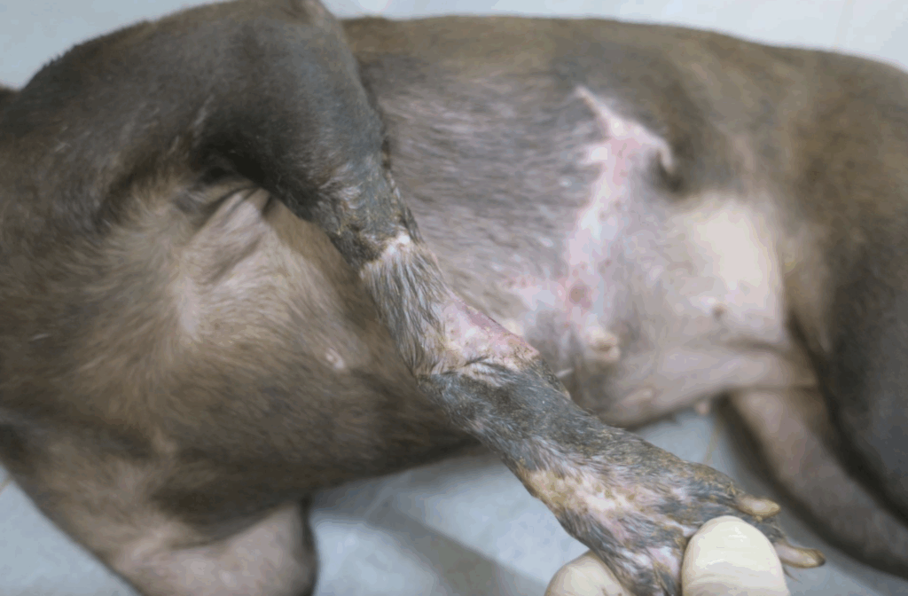 新北市土城區一隻流浪犬左腳嚴重受傷被民眾通報救援，新北市動保處派員將犬隻帶回中和動物之家治療，發現牠前腳有大面積的皮膚缺損，進行皮膚移植手術修復。狗狗事後已恢復健康，正在中和動物之家等待一個願意照顧牠的溫暖家庭。