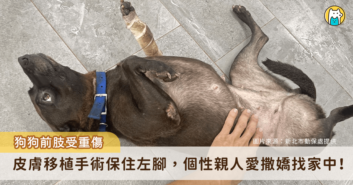 新北市土城區一隻流浪犬左腳嚴重受傷被民眾通報救援，新北市動保處派員將犬隻帶回中和動物之家治療，發現牠前腳有大面積的皮膚缺損，進行皮膚移植手術修復。狗狗事後已恢復健康，正在中和動物之家等待一個願意照顧牠的溫暖家庭。