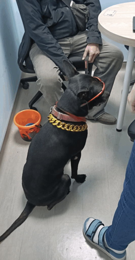 日前有網友在新北市淡水區直擊一隻黑狗被繩子拴住，坐在路邊嘴裡咬著水桶作為打賞箱。新北市動保處接獲通報派員前往，同步蒐集民眾提供的影像與事證。經查明事實後，認定飼主已明確違法動保法，依法裁處 5 萬元罰鍰、犬隻未施打狂犬病疫苗開罰 3 萬元罰鍰，總計 8 萬元並沒入犬隻。