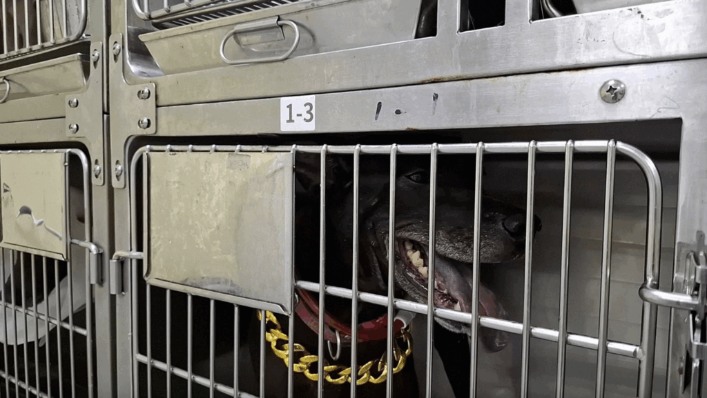 日前有網友在新北市淡水區直擊一隻黑狗被繩子拴住，坐在路邊嘴裡咬著水桶作為打賞箱。新北市動保處接獲通報派員前往，同步蒐集民眾提供的影像與事證。經查明事實後，認定飼主已明確違法動保法，依法裁處 5 萬元罰鍰、犬隻未施打狂犬病疫苗開罰 3 萬元罰鍰，總計 8 萬元並沒入犬隻。