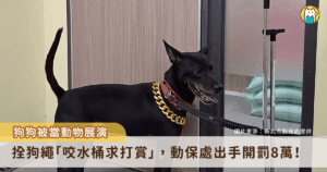 日前有網友在新北市淡水區直擊一隻黑狗被繩子拴住，坐在路邊嘴裡咬著水桶作為打賞箱。新北市動保處接獲通報派員前往，同步蒐集民眾提供的影像與事證。經查明事實後，認定飼主已明確違法動保法，依法裁處 5 萬元罰鍰、犬隻未施打狂犬病疫苗開罰 3 萬元罰鍰，總計 8 萬元並沒入犬隻。