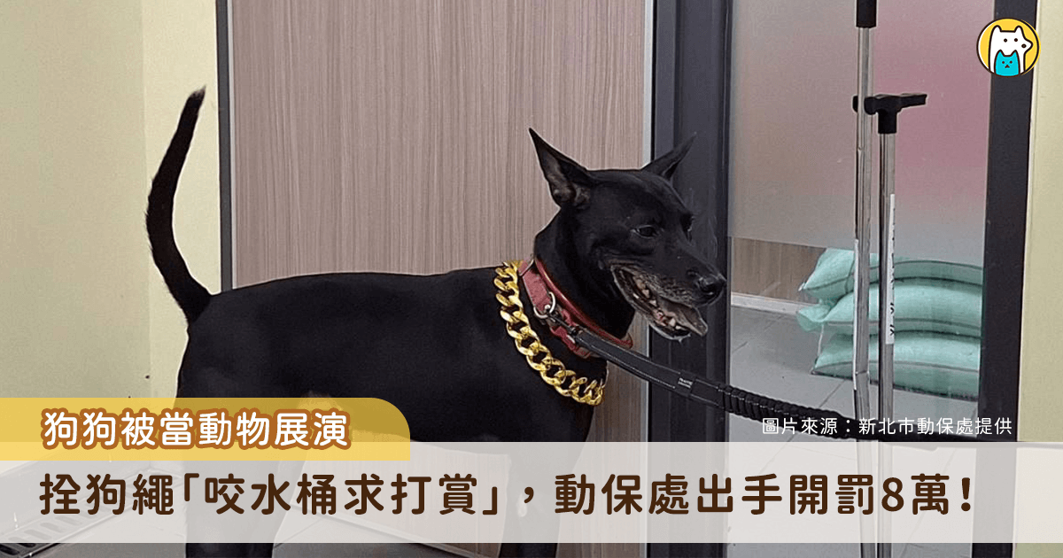 日前有網友在新北市淡水區直擊一隻黑狗被繩子拴住，坐在路邊嘴裡咬著水桶作為打賞箱。新北市動保處接獲通報派員前往，同步蒐集民眾提供的影像與事證。經查明事實後，認定飼主已明確違法動保法，依法裁處 5 萬元罰鍰、犬隻未施打狂犬病疫苗開罰 3 萬元罰鍰，總計 8 萬元並沒入犬隻。