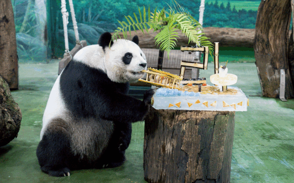 大貓熊「圓圓」年度健檢結果出爐! 身體明顯老化邁入高齡觀察期 台北市立動物園為大貓熊「圓圓」安排例行 2025 年度全身健康檢查,今 (28 日) 由園方獸醫團隊邀請各界專家合作執行,完成大貓熊圓圓客製化高規格「健檢套餐」,整體檢查過程順利,器官功能皆維持正常穩定。不過圓圓隨著年紀漸長,身體部分機能開始出現愈趨明顯的老化跡象,顯示圓圓已正式邁入高齡觀察期,未來將需要更細緻、貼心的高齡長照。