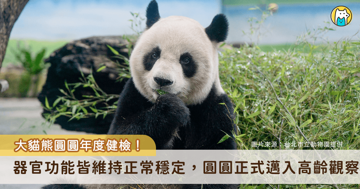 台北市立動物園為大貓熊「圓圓」安排例行 2025 年度全身健康檢查，今 (28 日) 由園方獸醫團隊邀請各界專家合作執行，完成大貓熊圓圓客製化高規格「健檢套餐」，整體檢查過程順利，器官功能皆維持正常穩定。不過圓圓隨著年紀漸長，身體部分機能開始出現愈趨明顯的老化跡象，顯示圓圓已正式邁入高齡觀察期，未來將需要更細緻、貼心的高齡長照。