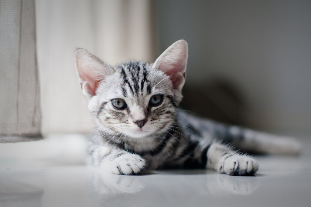 毛孩健檢全攻略:幾歲開始做?多久做一次? 健檢3大種類告訴你 貓狗老化速度遠比人類快,一般而言,人類的一年相當於毛孩的五至七年,若飼主一年帶毛孩做一次健檢,就像人類每五到七年才進行一次健檢。隨著年齡增長、器官退化,各種疾病風險也會增加。更重要的是,毛孩無法清楚表達疼痛感,尤其貓咪更常忍耐,等到飼主發覺異常時,往往已進入疾病後期。因此,健檢的意義並不是「等發現問題再檢查」,而是透過檢查提前掌握身體狀況,阻止潛在疾病惡化,確保毛孩身體健康。