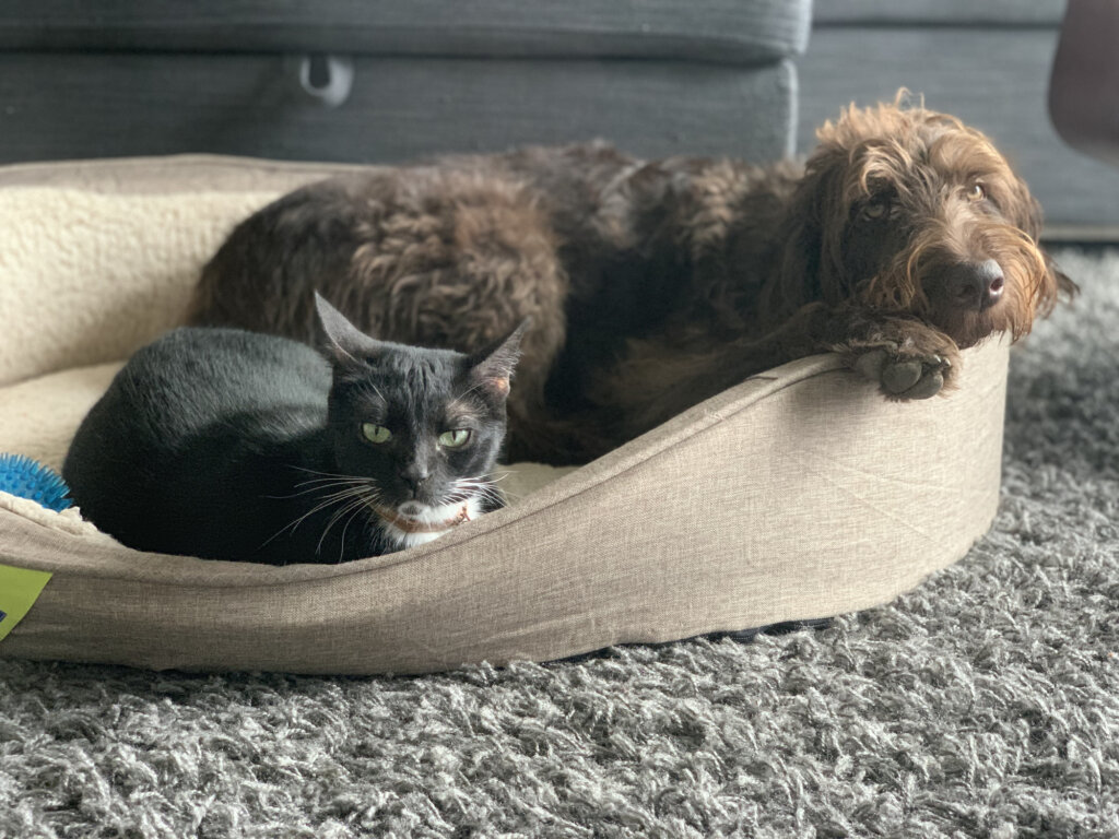 毛孩健檢全攻略:幾歲開始做?多久做一次? 健檢3大種類告訴你 貓狗老化速度遠比人類快,一般而言,人類的一年相當於毛孩的五至七年,若飼主一年帶毛孩做一次健檢,就像人類每五到七年才進行一次健檢。隨著年齡增長、器官退化,各種疾病風險也會增加。更重要的是,毛孩無法清楚表達疼痛感,尤其貓咪更常忍耐,等到飼主發覺異常時,往往已進入疾病後期。因此,健檢的意義並不是「等發現問題再檢查」,而是透過檢查提前掌握身體狀況,阻止潛在疾病惡化,確保毛孩身體健康。