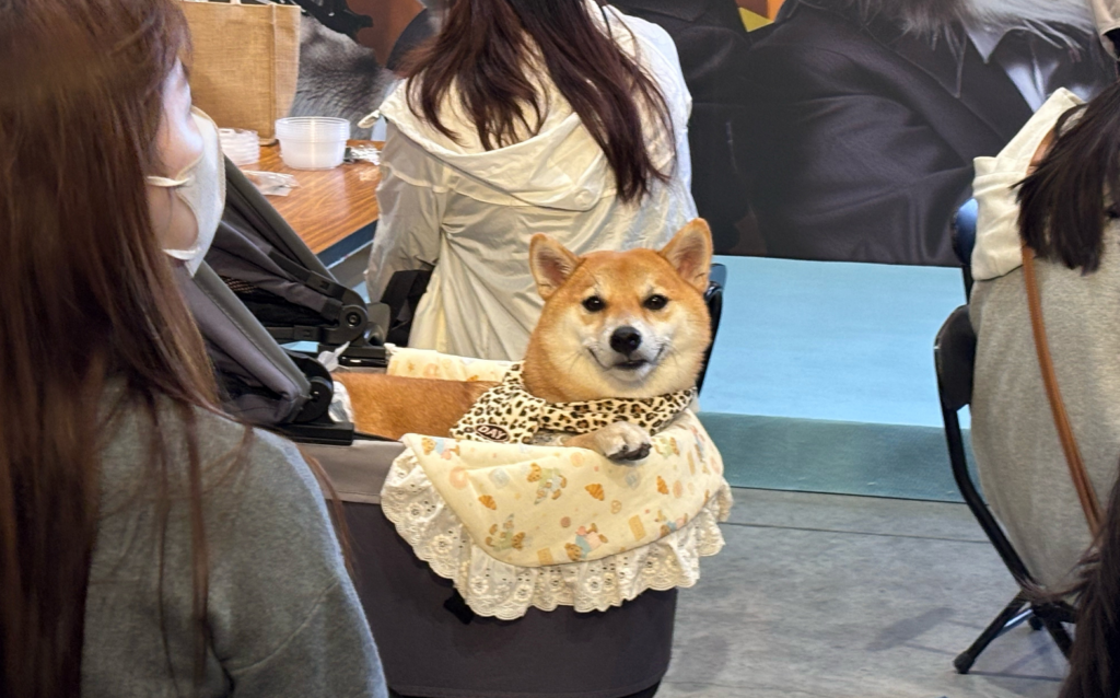 冬季寵物展/2025冬季寵物展開跑「最多福袋齊發!」 寵物鮮食教學大爆滿 2025 上聯台北國際寵物用品博覽會今 (5) 日開跑,本次集結百家寵物知名品牌,更在年末推出各式限量福袋,一次補足毛孩零食、玩具、小物。除了限量福袋之外,更邀請各界專家開設講座,包含熊爸犬類行為訓練班、貓兒行為學林子軒、寵物溝通師、營養寵物鮮食 DIY、貓毛氈手作坊,幾乎每一場都爆滿。