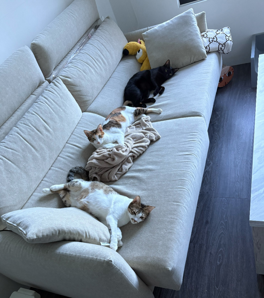 冬季寵物展/寵物展開跑第一天「萌寵教室爆滿!」 5 大精選亮點帶你逛 2025 上聯台北國際寵物用品博覽會 (冬季展) 2025 台北貓展於 12 月 5 日至 8 日南港展覽二館盛大登場,本次集結百家品牌,還有許多精彩活動和特色攤位,開跑第一天現場已破萬人到場,小編也集結 5 個本次寵物展的精選亮點,帶大家一起來看看有哪些好逛好玩的店家。