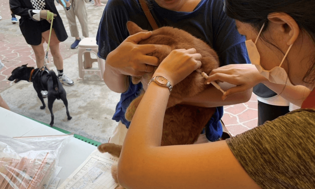 農業部 2024 年預告修正草案，家貓應辦理寵物登記，緩衝期為 1 年。新北市動保處提醒，家貓寵物登記 1 年的緩衝期即將屆滿，自 115 年 1 月 1 日起，未幫貓咪植入晶片並完成寵物登記，將依動物保護法裁處新台幣 3000 元至 1 萬 5000 元罰鍰。