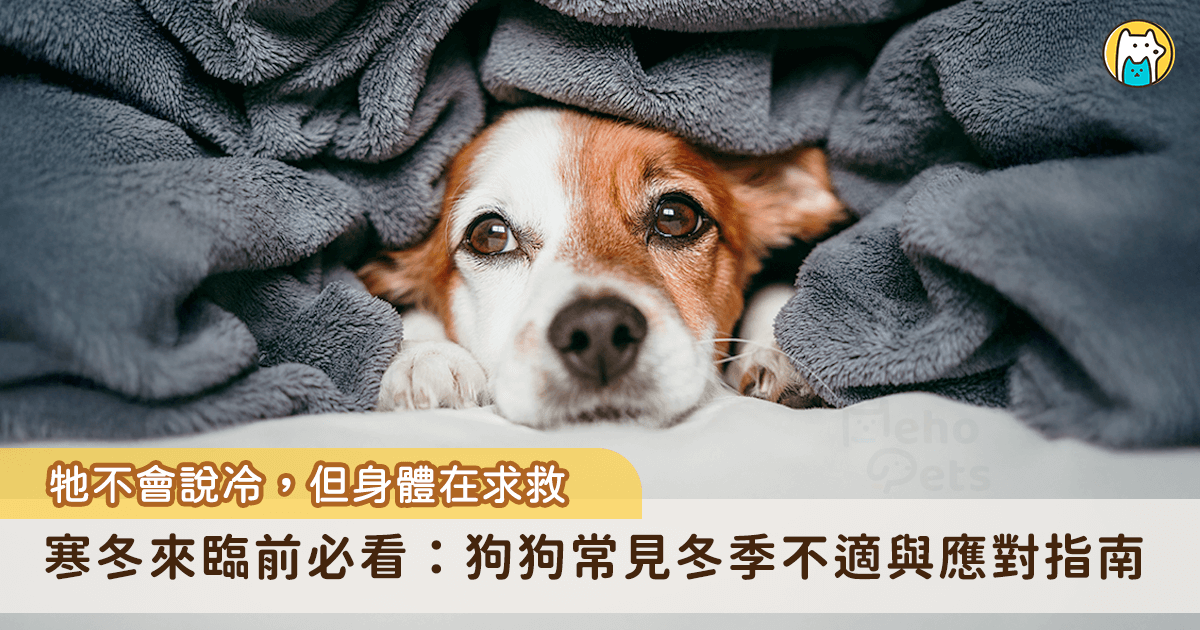 冬天來臨氣溫的劇烈變化容易影響狗狗身體，劇烈溫差不只會影響食慾，也會挑動牠們的關節、腸胃、眼睛與皮膚，一不留神就可能出現各種健康問題。以下整理狗狗在冬季常見的四大狀況，並提供對應方式，讓牠們能更舒服地度過冷冷的換季期。