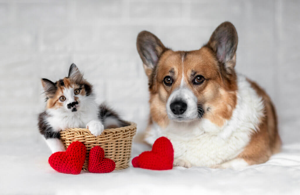 你可能以為糖尿病只是人類的疾病，但其實毛孩也可能會患病。糖尿病是一種常見的內分泌疾病，當犬貓體內無法有效運用血液中的葡萄糖時，血糖便會持續升高，一旦高到超過腎臟負荷，連尿液中都能檢測到糖分時，就表示已患有糖尿病了。