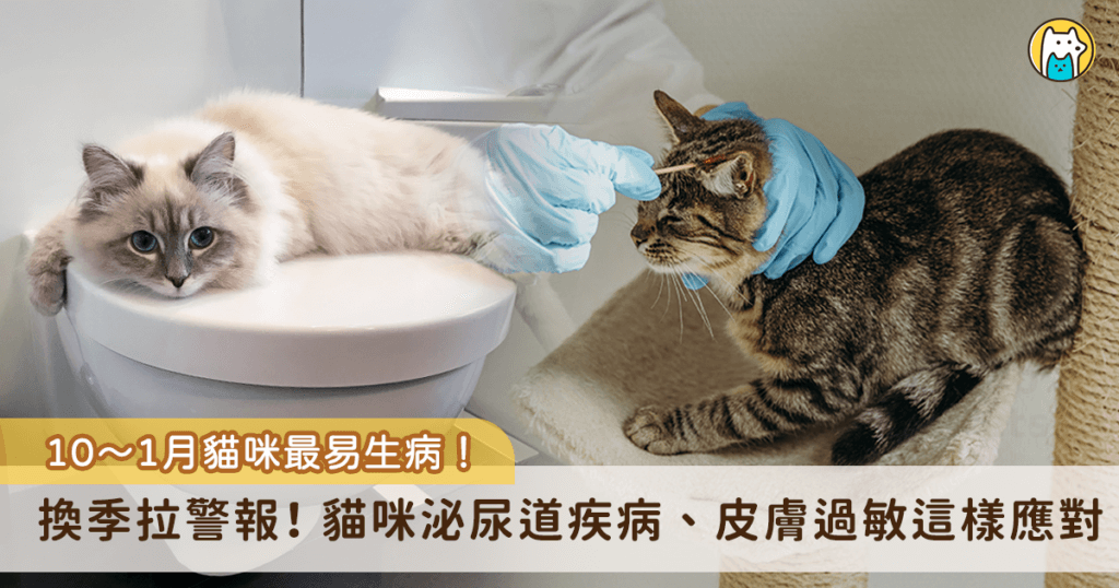 貓咪換季皮膚過敏、泌尿道疾病樣樣來 飼主必知的冬日保養大補帖 換季期容易讓毛孩健康出狀況,尤其是對環境敏感度更高的貓咪,每年 10-1 月是貓咪容易生病的季節,劇烈的氣溫變化容易影響牠們的食慾、皮膚狀況、也可能引發消化系統和泌尿道系統疾病,因此更需要做好日常保養,以下介紹幾種貓咪冬季常見的問題以及有哪些方法能幫助牠們應對天氣變化。