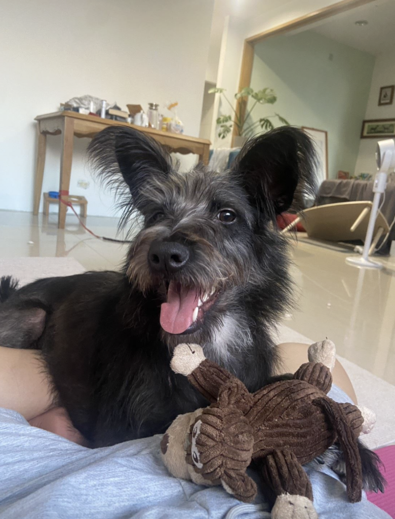 狗狗到新環境焦慮 新北推「認養後訓犬課程」讓牠找回安心不再怕吹風機 米克斯「Lange」3 月由飼主領養到了新家卻出現適應不良,新店動物之家得知狀況即協調原本訓練師前往協助,透過專業行為評估與改善規劃,讓 Lange 逐步走出不安,重新展現快樂生活的模樣,甚至不再害怕吹風機和剪指甲。