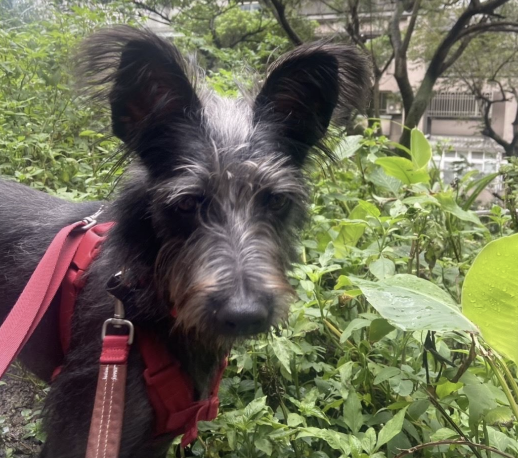狗狗到新環境焦慮 新北推「認養後訓犬課程」讓牠找回安心不再怕吹風機 米克斯「Lange」3 月由飼主領養到了新家卻出現適應不良,新店動物之家得知狀況即協調原本訓練師前往協助,透過專業行為評估與改善規劃,讓 Lange 逐步走出不安,重新展現快樂生活的模樣,甚至不再害怕吹風機和剪指甲。