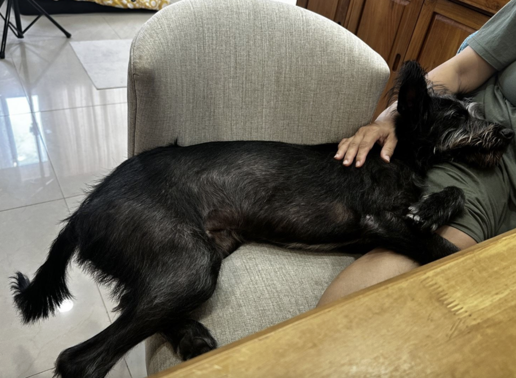 狗狗到新環境焦慮 新北推「認養後訓犬課程」讓牠找回安心不再怕吹風機 米克斯「Lange」3 月由飼主領養到了新家卻出現適應不良,新店動物之家得知狀況即協調原本訓練師前往協助,透過專業行為評估與改善規劃,讓 Lange 逐步走出不安,重新展現快樂生活的模樣,甚至不再害怕吹風機和剪指甲。