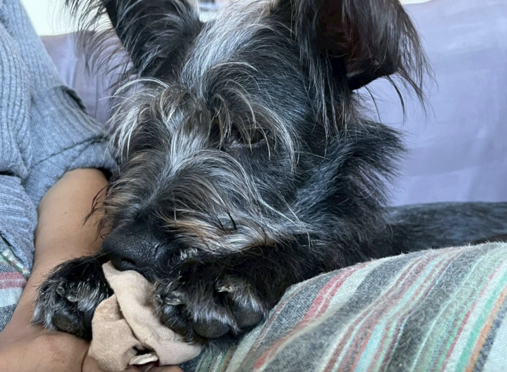 狗狗到新環境焦慮 新北推「認養後訓犬課程」讓牠找回安心不再怕吹風機 米克斯「Lange」3 月由飼主領養到了新家卻出現適應不良,新店動物之家得知狀況即協調原本訓練師前往協助,透過專業行為評估與改善規劃,讓 Lange 逐步走出不安,重新展現快樂生活的模樣,甚至不再害怕吹風機和剪指甲。