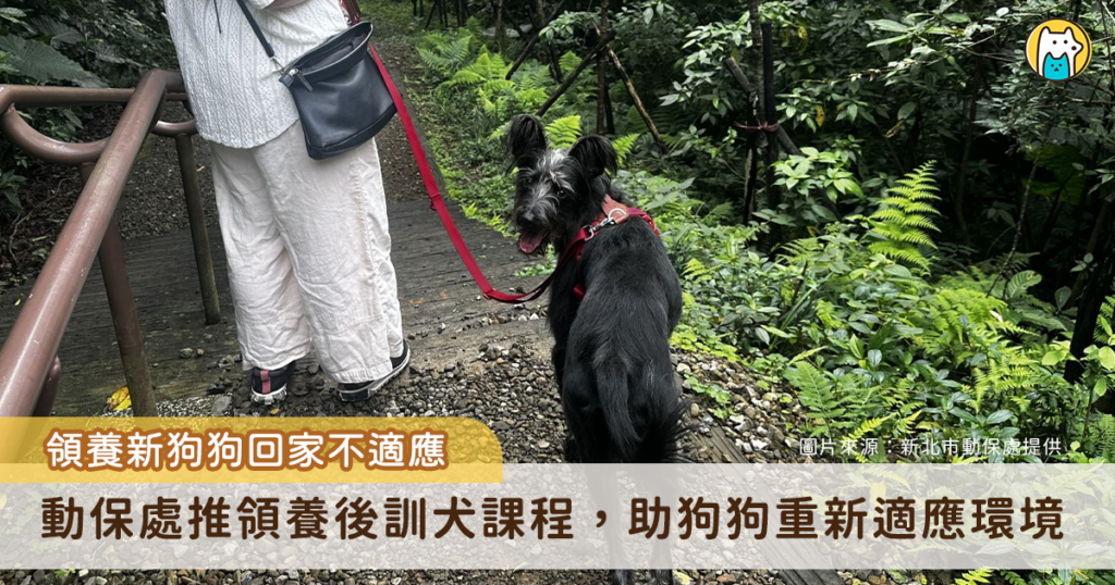 狗狗到新環境焦慮 新北推「認養後訓犬課程」讓牠找回安心不再怕吹風機 米克斯「Lange」3 月由飼主領養到了新家卻出現適應不良,新店動物之家得知狀況即協調原本訓練師前往協助,透過專業行為評估與改善規劃,讓 Lange 逐步走出不安,重新展現快樂生活的模樣,甚至不再害怕吹風機和剪指甲。