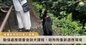 米克斯「Lange」3 月由飼主領養到了新家卻出現適應不良，新店動物之家得知狀況即協調原本訓練師前往協助，透過專業行為評估與改善規劃，讓 Lange 逐步走出不安，重新展現快樂生活的模樣，甚至不再害怕吹風機和剪指甲。
