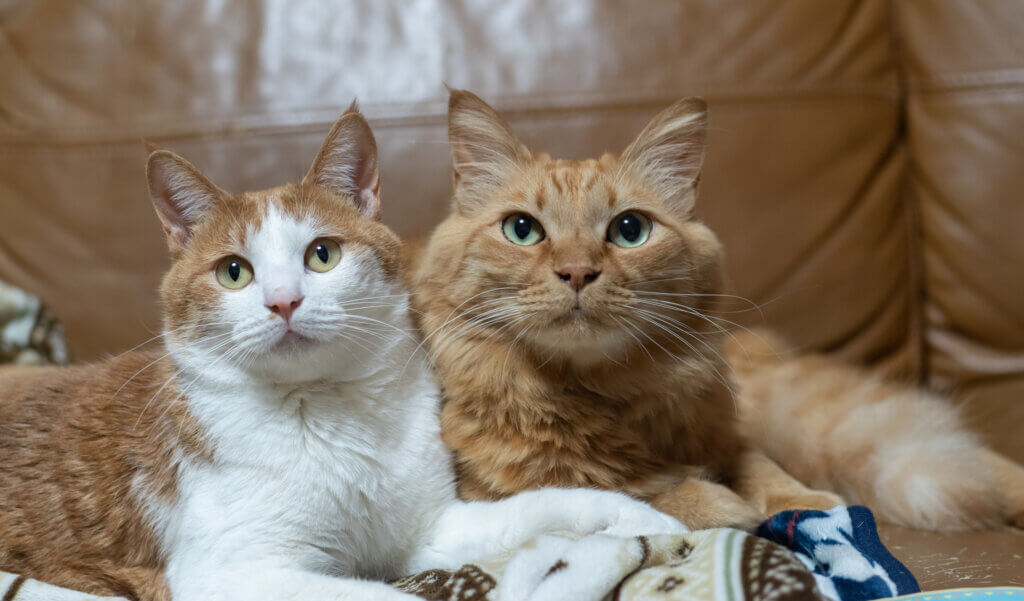 在文章的一開始，想先分享一個令人驚訝的研究數據給大家：14 歲以上的老貓，有高達 82-92% 的機會可以在 X 光下找到 DJD（退化性關節炎）的證據。另一個研究是 6 歲以上、在大學附設教學醫院就診的貓咪，其中 61% 有 OA（骨關節炎），顯示就算是中年貓咪族群也是有一定比例關節不正常，而且大部分都不是因為關節問題來就診的。