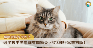 在文章的一開始，想先分享一個令人驚訝的研究數據給大家：14 歲以上的老貓，有高達 82-92% 的機會可以在 X 光下找到 DJD（退化性關節炎）的證據。另一個研究是 6 歲以上、在大學附設教學醫院就診的貓咪，其中 61% 有 OA（骨關節炎），顯示就算是中年貓咪族群也是有一定比例關節不正常，而且大部分都不是因為關節問題來就診的。