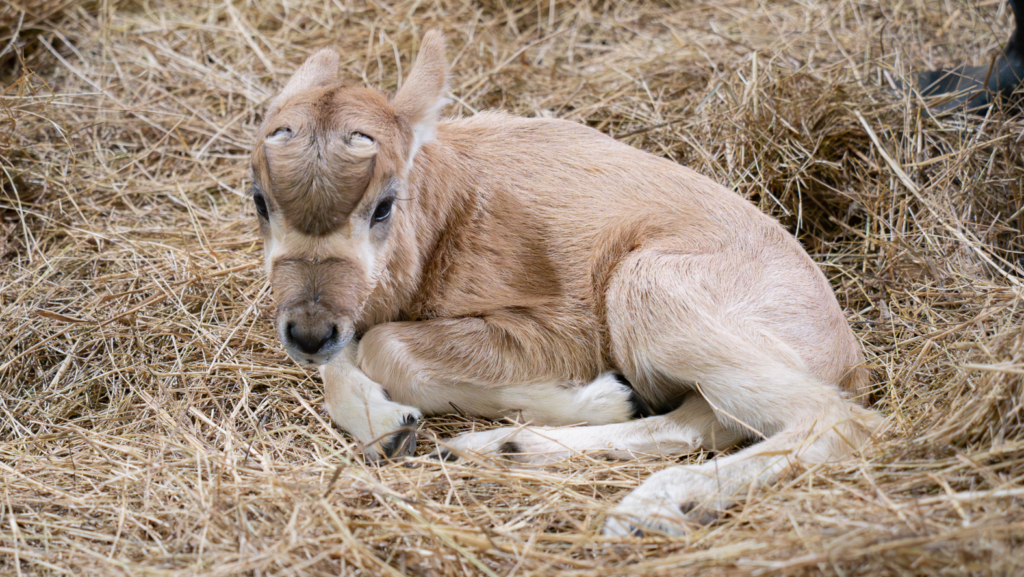 聖誕節前的喜訊！台北市立動物園的弓角羚羊家族 10 日上午誕生了一隻雄性小羚羊，然而羚羊媽媽為初次生產，對於羚羊寶寶的到來感到極度慌張，並未展現育幼行為，由保育員接手照顧。弓角羚羊寶寶目前進食的狀態穩定，目前正不定期和一隻年長羚羊進行互動，幫助牠未來更順利融入團體。