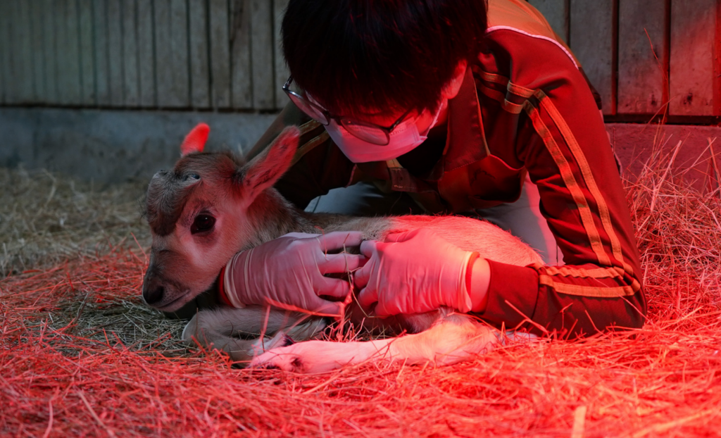聖誕節前的喜訊！台北市立動物園的弓角羚羊家族 10 日上午誕生了一隻雄性小羚羊，然而羚羊媽媽為初次生產，對於羚羊寶寶的到來感到極度慌張，並未展現育幼行為，由保育員接手照顧。弓角羚羊寶寶目前進食的狀態穩定，目前正不定期和一隻年長羚羊進行互動，幫助牠未來更順利融入團體。
