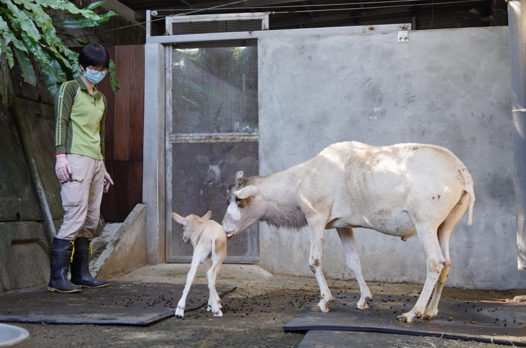 聖誕節前的喜訊！台北市立動物園的弓角羚羊家族 10 日上午誕生了一隻雄性小羚羊，然而羚羊媽媽為初次生產，對於羚羊寶寶的到來感到極度慌張，並未展現育幼行為，由保育員接手照顧。弓角羚羊寶寶目前進食的狀態穩定，目前正不定期和一隻年長羚羊進行互動，幫助牠未來更順利融入團體。
