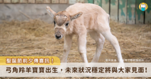 聖誕節前的喜訊！台北市立動物園的弓角羚羊家族 10 日上午誕生了一隻雄性小羚羊，然而羚羊媽媽為初次生產，對於羚羊寶寶的到來感到極度慌張，並未展現育幼行為，由保育員接手照顧。弓角羚羊寶寶目前進食的狀態穩定，目前正不定期和一隻年長羚羊進行互動，幫助牠未來更順利融入團體。