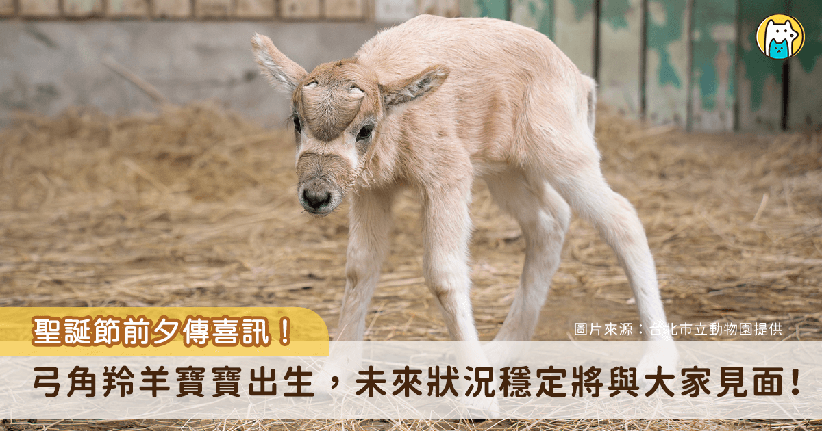 聖誕節前的喜訊！台北市立動物園的弓角羚羊家族 10 日上午誕生了一隻雄性小羚羊，然而羚羊媽媽為初次生產，對於羚羊寶寶的到來感到極度慌張，並未展現育幼行為，由保育員接手照顧。弓角羚羊寶寶目前進食的狀態穩定，目前正不定期和一隻年長羚羊進行互動，幫助牠未來更順利融入團體。