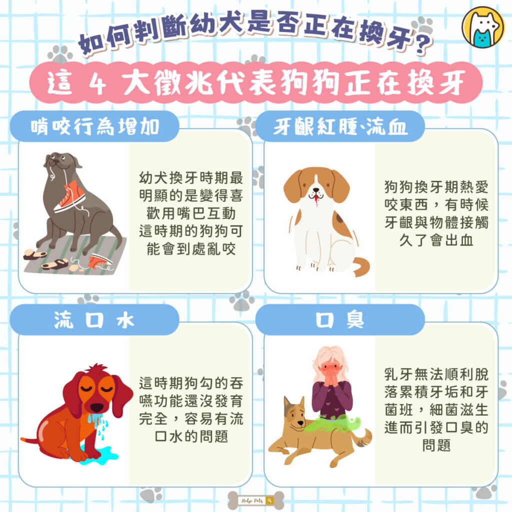幼犬從出生到 6 個月大，正處在人生中最關鍵的快速成長期，而「牙齒發育」正是其中不可忽略的一環。從沒有牙齒、長出乳牙，到逐漸換成恆牙，這段時間不只影響進食，也會大幅改變狗狗的行為模式。對幼犬來說，嘴巴是探索世界的重要工具。特別是在換牙階段，因為牙齦不適，牠們會更頻繁用嘴巴咬東西，來舒緩長牙與換牙帶來的不舒服感。