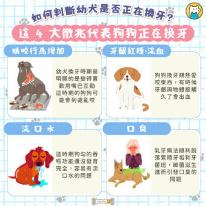 幼犬從出生到 6 個月大，正處在人生中最關鍵的快速成長期，而「牙齒發育」正是其中不可忽略的一環。從沒有牙齒、長出乳牙，到逐漸換成恆牙，這段時間不只影響進食，也會大幅改變狗狗的行為模式。對幼犬來說，嘴巴是探索世界的重要工具。特別是在換牙階段，因為牙齦不適，牠們會更頻繁用嘴巴咬東西，來舒緩長牙與換牙帶來的不舒服感。