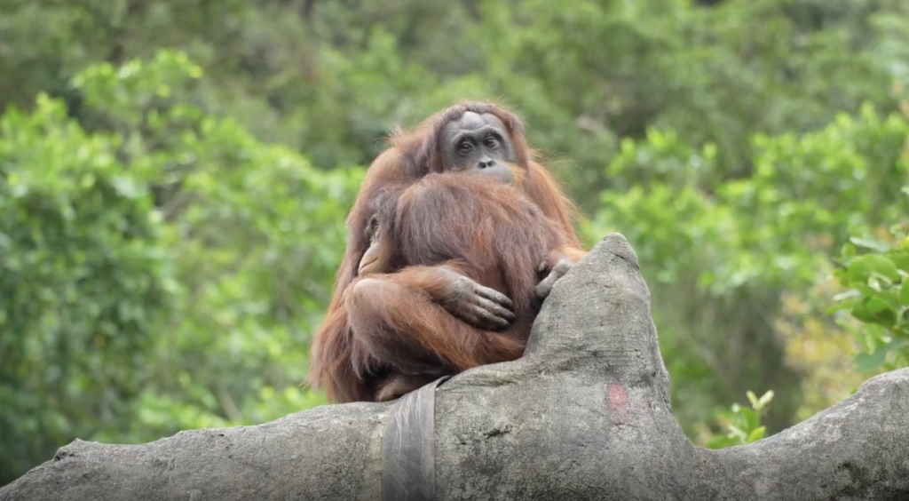 近日驟降的氣溫連動物都有感！台北市立動物園針對不同生活習性的動物提供所需保暖材料，園內的紅毛猩猩會拿乾草鋪床增加保暖度，甚至將麻布袋當作小被被蓋在頭上把自己包緊緊，宛如是公園裡常會看到阿公阿嬤，模樣可愛又逗趣。