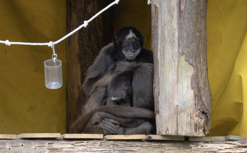 近日驟降的氣溫連動物都有感！台北市立動物園針對不同生活習性的動物提供所需保暖材料，園內的紅毛猩猩會拿乾草鋪床增加保暖度，甚至將麻布袋當作小被被蓋在頭上把自己包緊緊，宛如是公園裡常會看到阿公阿嬤，模樣可愛又逗趣。