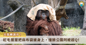 近日驟降的氣溫連動物都有感！台北市立動物園針對不同生活習性的動物提供所需保暖材料，園內的紅毛猩猩會拿乾草鋪床增加保暖度，甚至將麻布袋當作小被被蓋在頭上把自己包緊緊，宛如是公園裡常會看到阿公阿嬤，模樣可愛又逗趣。