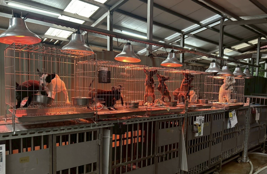 週末即將迎來低溫，動物之家也啟動防寒措施！新北市動保處動保處轄下八個動物之家全面啟動「三段式控溫機制」，當氣溫降至 15°C 以下時加強防風帆布；降至 12°C 以下時，增加保暖布料；降至 10°C 以下時，開啟保溫燈及暖爐，以提高環境溫度。其中虛弱與年邁的動物較容易受寒，更需要做好防寒措施。