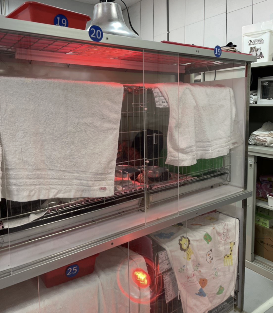 週末即將迎來低溫，動物之家也啟動防寒措施！新北市動保處動保處轄下八個動物之家全面啟動「三段式控溫機制」，當氣溫降至 15°C 以下時加強防風帆布；降至 12°C 以下時，增加保暖布料；降至 10°C 以下時，開啟保溫燈及暖爐，以提高環境溫度。其中虛弱與年邁的動物較容易受寒，更需要做好防寒措施。