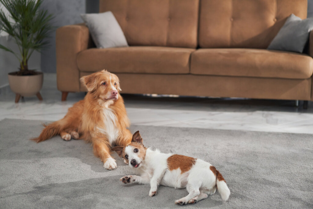 新的一年即將來臨，每年跨年各地皆規劃煙火施放活動，部分毛孩聽到巨響會受到驚嚇或是出現焦慮反應，若是飼主提前做好準備，能大幅減緩牠們害怕的情緒，避免發生走失或是其他突發狀況。