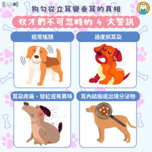 新北市政府動保處八里動物之家收容的黑色米克斯犬「班長」，個性活潑、親人又親狗，是狗舍裡的人氣王。因為太愛和同伴玩在一起，加上放風時情緒高昂、動作激烈，接連造成雙耳血腫，前後接受兩次手術治療，也讓原本挺立的耳朵，最後變成了自然垂耳。動保處指出，耳血腫常見成因包括搔癢、頻繁甩頭，或是外力撞擊，若未即時處理，可能導致耳朵永久變形。