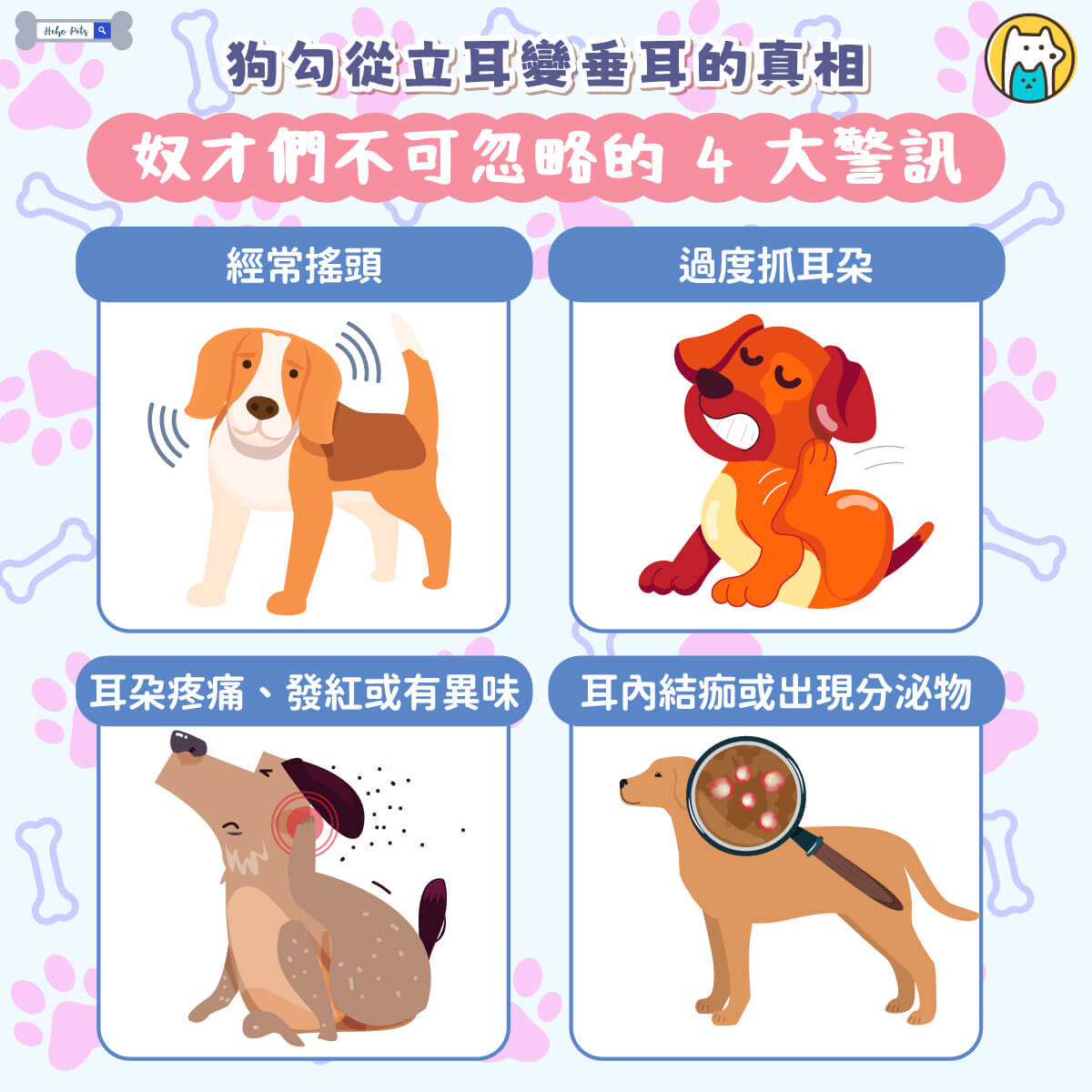 新北市政府動保處八里動物之家收容的黑色米克斯犬「班長」，個性活潑、親人又親狗，是狗舍裡的人氣王。因為太愛和同伴玩在一起，加上放風時情緒高昂、動作激烈，接連造成雙耳血腫，前後接受兩次手術治療，也讓原本挺立的耳朵，最後變成了自然垂耳。動保處指出，耳血腫常見成因包括搔癢、頻繁甩頭，或是外力撞擊，若未即時處理，可能導致耳朵永久變形。