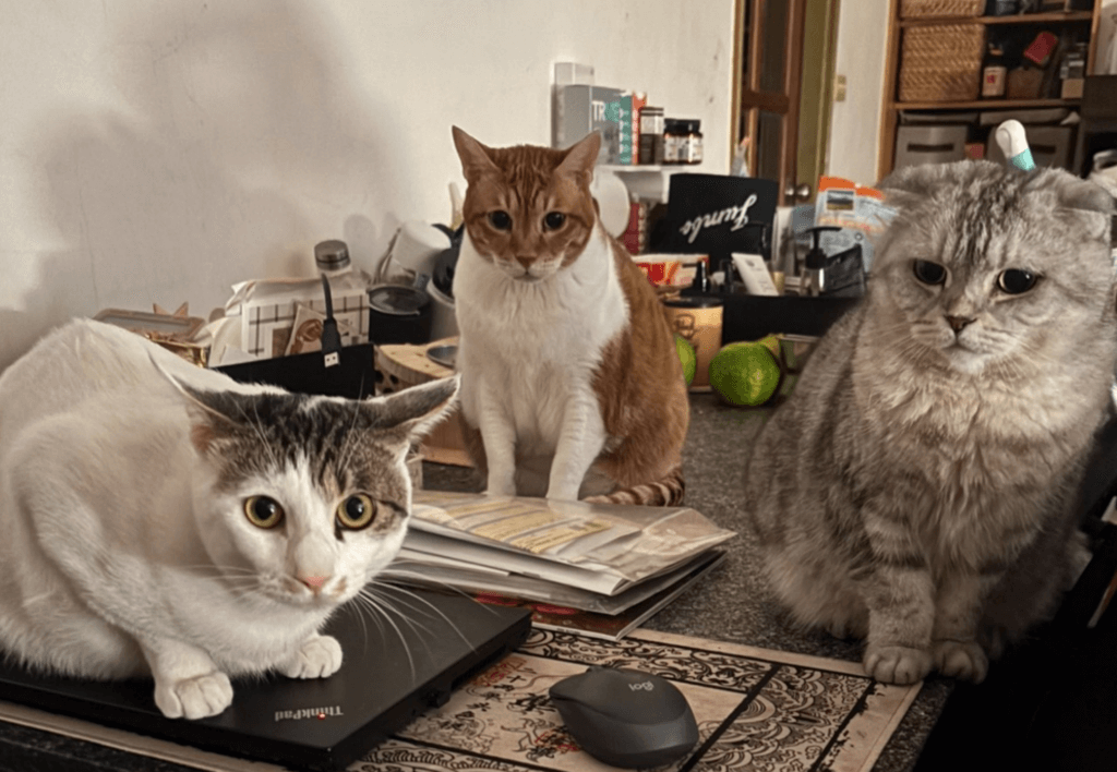 專訪/江宏恩:有狗才像一個家 為教愛犬定點如廁「示範大在報紙上」 「親像飛龍,飛上天。」20 年前的八點檔神劇「飛龍在天」是許多人的共同回憶,當年全台民眾死守電視機,看著主角 CP 們展現精湛演技,其中「飛龍抱鼎」一幕更是經典畫面。而飾演主角的江宏恩私底下個性也如黃飛龍,是個有責任和愛心的暖男,更是一位愛狗爸爸,現在家中飼養 4 狗 3 貓,最高齡的狗狗已經 19 歲,談起家中多位毛小孩,他的臉上總是掛著幸福的笑容。