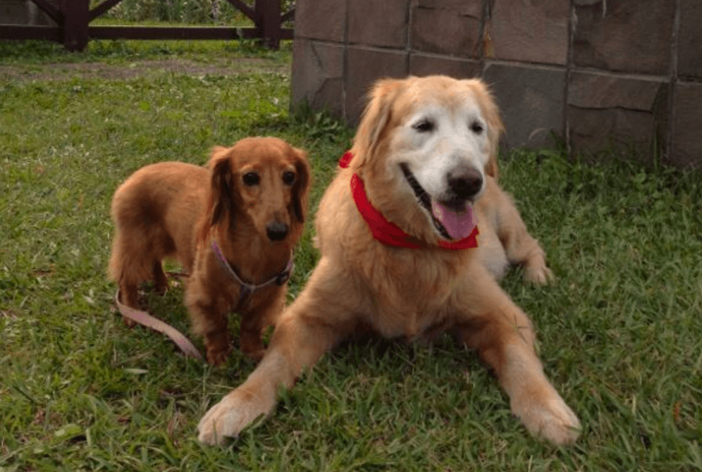 專訪/江宏恩:有狗才像一個家 為教愛犬定點如廁「示範大在報紙上」 「親像飛龍,飛上天。」20 年前的八點檔神劇「飛龍在天」是許多人的共同回憶,當年全台民眾死守電視機,看著主角 CP 們展現精湛演技,其中「飛龍抱鼎」一幕更是經典畫面。而飾演主角的江宏恩私底下個性也如黃飛龍,是個有責任和愛心的暖男,更是一位愛狗爸爸,現在家中飼養 4 狗 3 貓,最高齡的狗狗已經 19 歲,談起家中多位毛小孩,他的臉上總是掛著幸福的笑容。