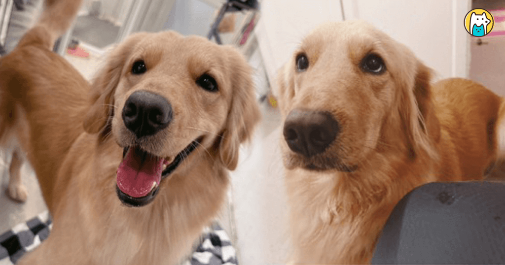 專訪/江宏恩:有狗才像一個家 為教愛犬定點如廁「示範大在報紙上」 「親像飛龍,飛上天。」20 年前的八點檔神劇「飛龍在天」是許多人的共同回憶,當年全台民眾死守電視機,看著主角 CP 們展現精湛演技,其中「飛龍抱鼎」一幕更是經典畫面。而飾演主角的江宏恩私底下個性也如黃飛龍,是個有責任和愛心的暖男,更是一位愛狗爸爸,現在家中飼養 4 狗 3 貓,最高齡的狗狗已經 19 歲,談起家中多位毛小孩,他的臉上總是掛著幸福的笑容。