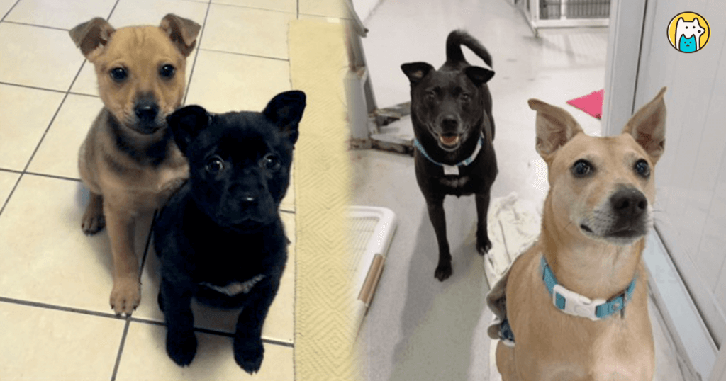 專訪/江宏恩:有狗才像一個家 為教愛犬定點如廁「示範大在報紙上」 「親像飛龍,飛上天。」20 年前的八點檔神劇「飛龍在天」是許多人的共同回憶,當年全台民眾死守電視機,看著主角 CP 們展現精湛演技,其中「飛龍抱鼎」一幕更是經典畫面。而飾演主角的江宏恩私底下個性也如黃飛龍,是個有責任和愛心的暖男,更是一位愛狗爸爸,現在家中飼養 4 狗 3 貓,最高齡的狗狗已經 19 歲,談起家中多位毛小孩,他的臉上總是掛著幸福的笑容。